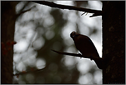 der typische Blick... Eichelhäher *Garrulus glandarius*