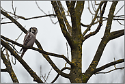 oben im Baum... Sperbereule *Surnia ulula*