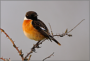 rückblickend... Schwarzkehlchen *Saxicola torquata *