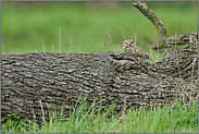 auf der Streuobstwiese... Steinkauz *Athene noctua*