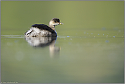 halbwüchsig... Schwarzhalstaucher *Podiceps nigricollis*