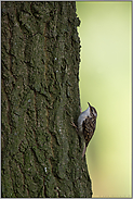 ein wenig unsicher... Gartenbaumläufer *Certhia brachydactyla*