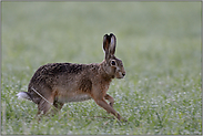 frühmorgens... Feldhase *Lepus europaeus*