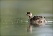 halbwüchsig... Schwarzhalstaucher *Podiceps nigricollis*