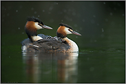 vierfacher Nachwuchs... Haubentaucher *Podiceps cristatus*