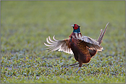 früh am Morgen... Jagdfasan *Phasianus colchicus*