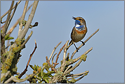 Mitte April... Blaukehlchen *Luscinia svecica*