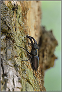 zielstrebig... Hirschkäfer *Lucanus cervus*