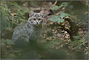 ein echter Europäer... Europäische Wildkatze *Felis silvestris*