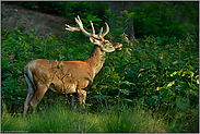 bei der Äsung... Rothirsch *Cervus elaphus*