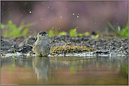 Wasserspritzer... Mönchsgrasmücke *Sylvia atricapilla*