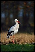 in Pose... Weißstorch *Ciconia ciconia*