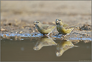 an der Wasserstelle... Kiefernkreuzschnäbel *Loxia pytyopsittacus*