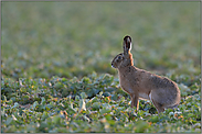 es wird Frühling... Feldhase *Lepus europaeus*