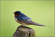 elegant... Rauchschwalbe *Hirundo rustica*