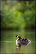 der Frühling ist da... Haubentaucher *Podiceps cristatus*