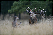 der Brunftschrei...  Rothirsch *Cervus elaphus*