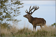 geschlagen... Rothirsch *Cervus elaphus*