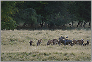 der Hirsch und sein Rudel...  Rotwild *Cervus elaphus*