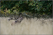 röhrender Hirsch... Rothirsch *Cervus elaphus*