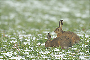 zwei Mümmelmänner... Feldhasen *Lepus europaeus*