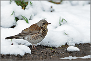 im Schnee... Wacholderdrossel *Turdus pilaris *