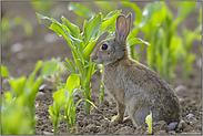 lecker' Mais... Wildkaninchen *Oryctolagus cuniculus*