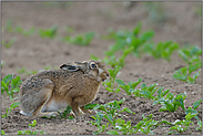 Rübensalat... Feldhase *Lepus europaeus*