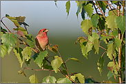 auf dem Durchzug... Karmingimpel *Carpodacus erythrinus*