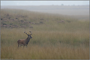 vielversprechender Nachwuchshirsch... Rothirsch *Cervus elaphus*