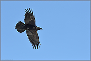 Flugbild... Kolkrabe *Corvus corax*