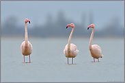 dumme Gesichter... Rosaflamingos *Phoenicopterus roseus*