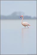 allein am See... Rosaflamingo *Phoenicopterus roseus*