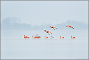 der Einflug... Chileflamingos *Phoenicopterus chilensis*