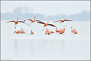 kurz vor der Landung... Chileflamingos *Phoenicopterus chilensis*