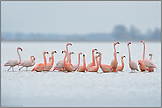 lange Hälse... Flamingos *Phoenicopterus spec. *