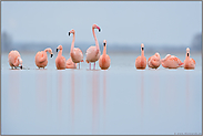 auf dem Zug... Flamingos *Phoenicopterus spec.*