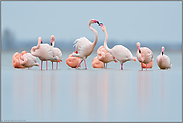 Hackordung... Flamingos *Phoenicopterus spec.*