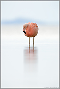 trübes Wetter... Chileflamingo *Phoenicopterus chilensis*