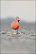 warten auf besseres Wetter... Chileflamingo *Phoenicopterus chilensis*