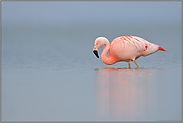 Stille... Chileflamingo *Phoenicopterus chilensis*