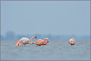 Ärger... Flamingos *Phoenicopterus spec.*