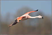 Überflieger... Chileflamingo *Phoenicopterus chilensis*