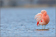 Gefiederpflege... Chileflamingo *Phoenicopterus chilensis*