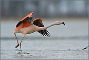 schnell hinterher... Chileflamingo *Phoenicopterus chilensis*