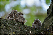 erste Ausflüge... Steinkäuze *Athene noctua*