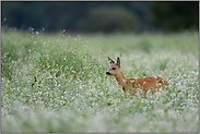 ein Jungtier... Reh *Capreolus capreolus*