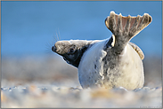 Strandgymnastik... Kegelrobbe *Halichoerus grypus*