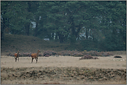 ein schönes Bild... Rotwild *Cervus elaphus*