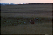 ein Tag geht zu Ende... Rothirsch *Cervus elaphus*